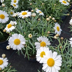 Marguerit - Chrysanthemum...
