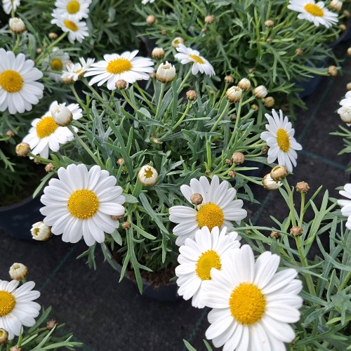 Marguerit - Chrysanthemum frutescens