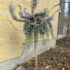 Rosmarin Prostratus - 50...