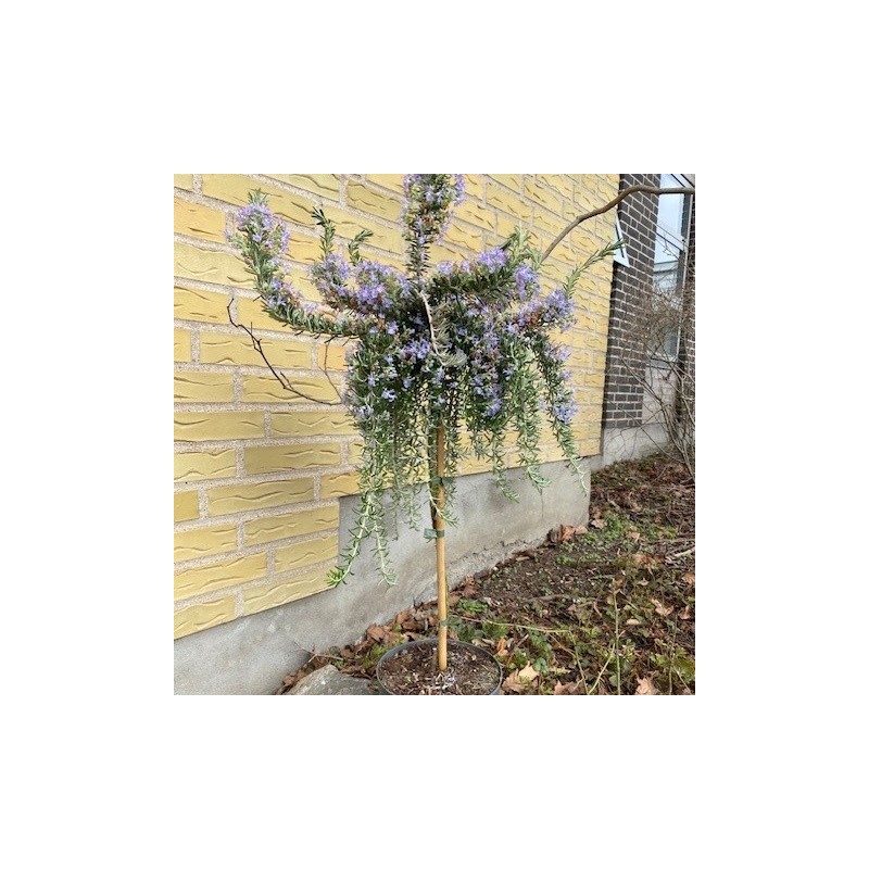 Rosmarin Prostratus - 50 cm. stamme - Rosmarinus officinalis Prostratus