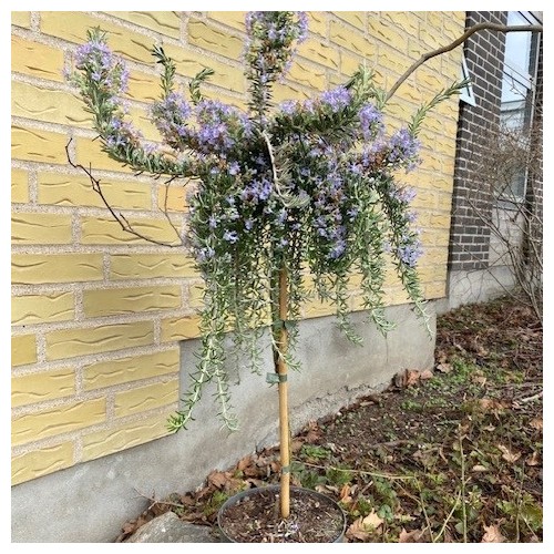 Rosmarin Prostratus - 50 cm. stamme - Rosmarinus officinalis Prostratus