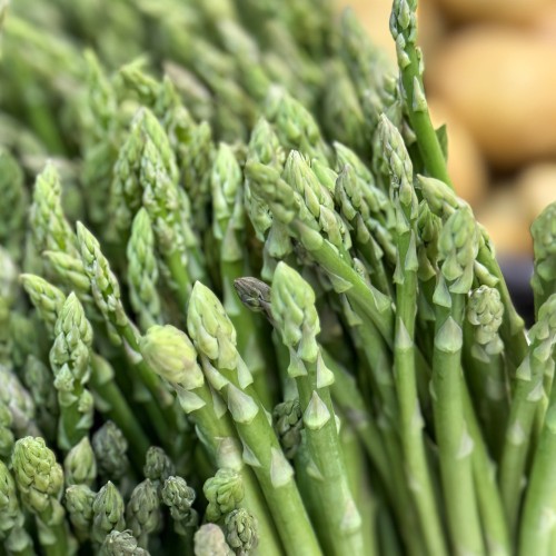 Asparges plante Bacchus - tidlig -  Asparagus officinalis Bacchus