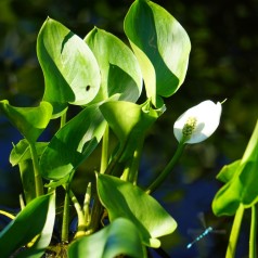 Kærmysse - Calla palustris