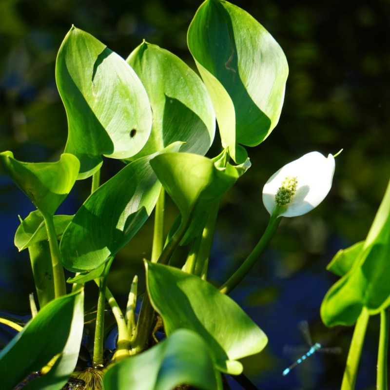 Kærmysse - Calla palustris
