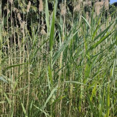 Tagrør - Phragmites australis