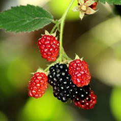 Brombær Thornfree - Tornfri