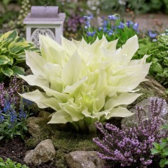 Hosta White Feather