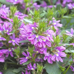 Fjerblomst Pink - Scaevola