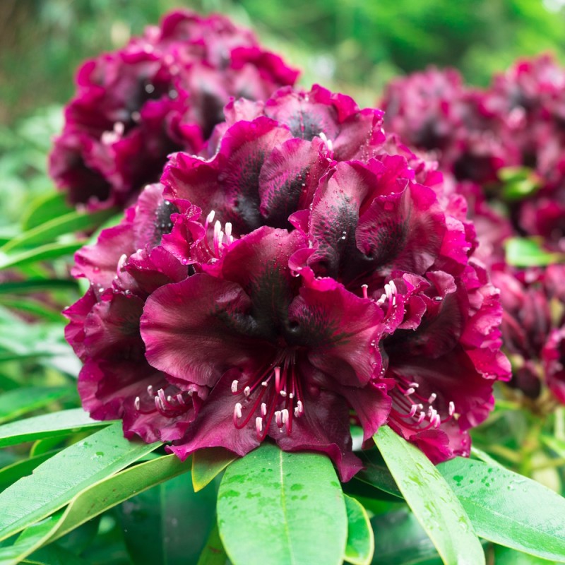Rhododendron hybrid Dramatic Dark  30-40 cm.