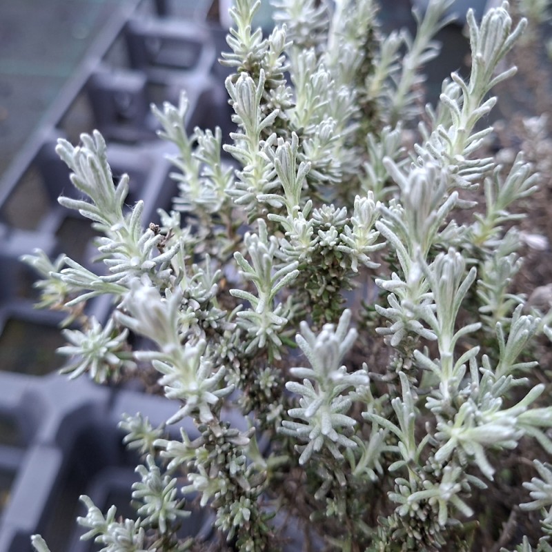 Karryplante Dværg - Helichrysum italicum Dwarf Curry