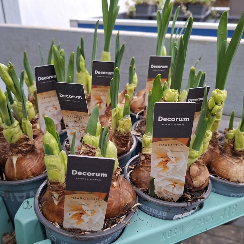 Påskeliljer Bridal Crown - Narcissus Bridal Crown