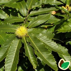 Ægte Kastanje - Spisekastanje