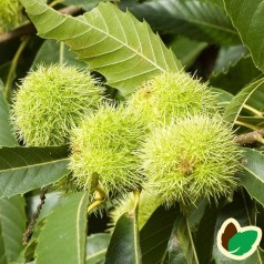 Ægte Kastanje - Spisekastanje