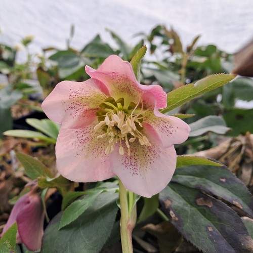 Påskeklokke Pretty Ellen Pink - Helleborus orientalis Pretty Ellen Pink