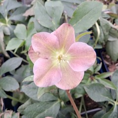 Påskeklokke Pretty Ellen Pink - Helleborus orientalis Pretty Ellen Pink