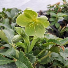 Tornet Julerose - Helleborus argutifolius