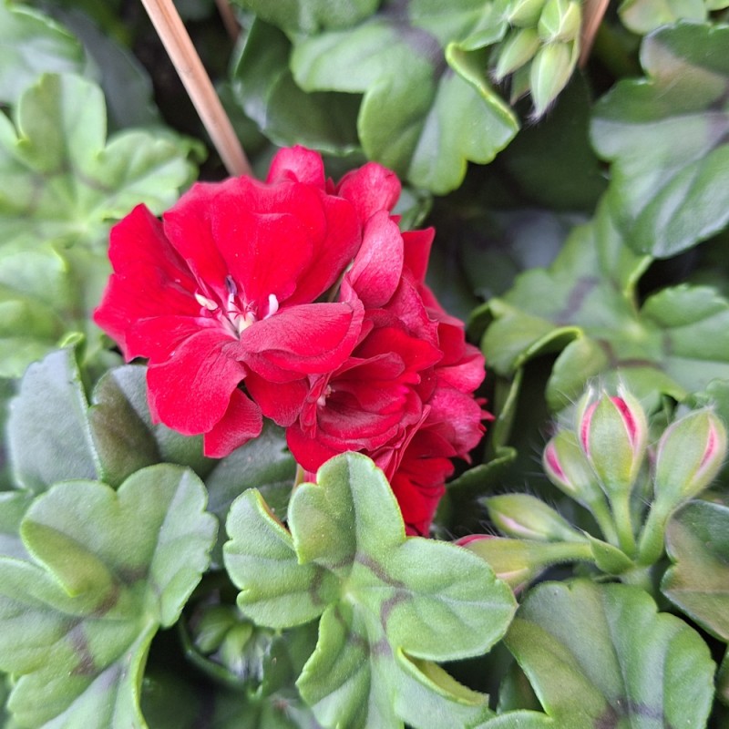 Hænge Pelargonium Mørkerød - Pelargonium peltatum Double Dark Red