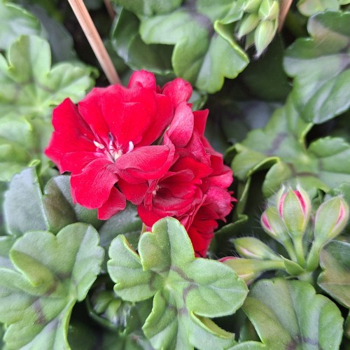 Hænge Pelargonium Mørkerød - Pelargonium peltatum Double Dark Red
