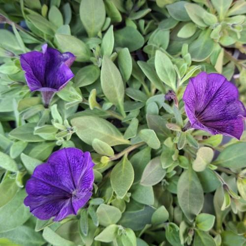 Hængepetunia Mørk Blå/Lilla
