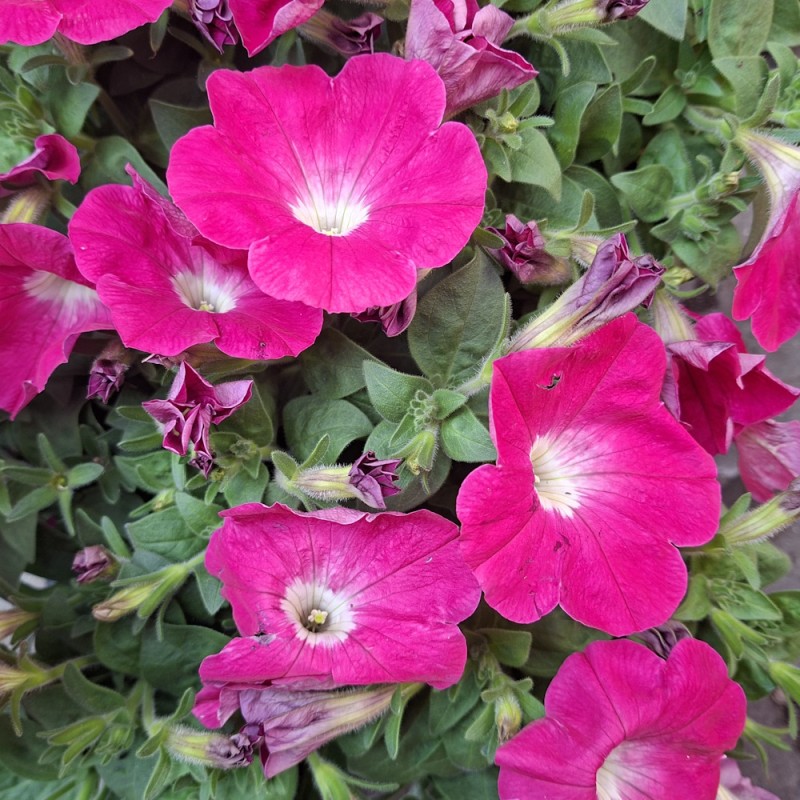 Hængepetunia Pink