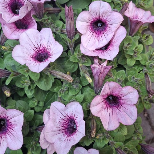 Hængepetunia Purple Ice