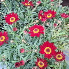 Marguerit La Rita Rød -...