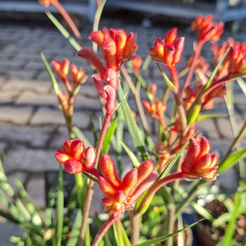 Kængurupote Rød - Anigozanthos Beauty Red