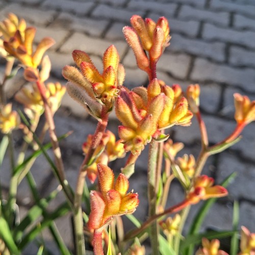Kængurupote Orange - Anigozanthos Beauty Orange