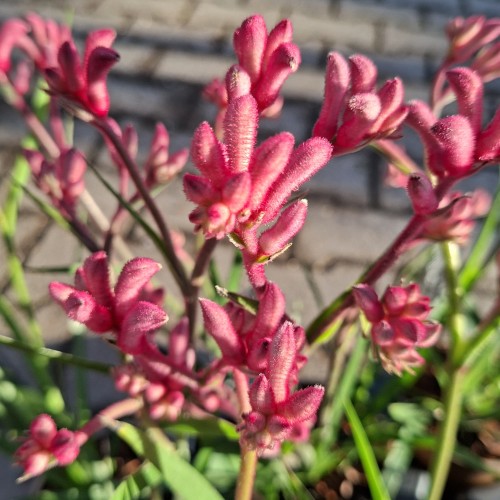 Kængurupote Pink - Anigozanthos Beauty Pink
