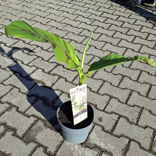 Bananpalme Ever Red 30-50 cm. - Musa sikkimensis Ever Red