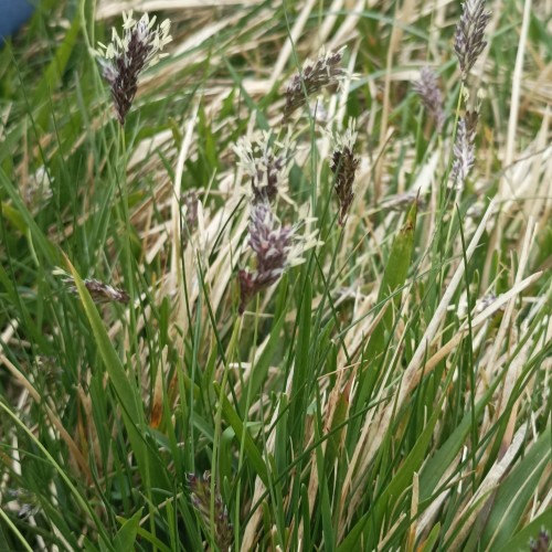 Fjeld Blåaks - Sesleria caerulea