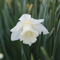 Påskeliljer i potte -...