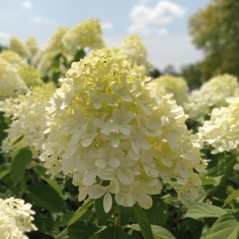Dværg Syrenhortensia Living Milk & Honey - Hydrangea paniculata Living Milk & Honey