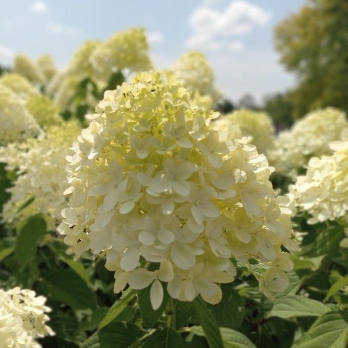 Dværg Syrenhortensia Living Milk & Honey - Hydrangea paniculata Living Milk & Honey