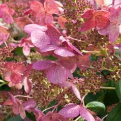 Dværg Syrenhortensia Living Infinity - Hydrangea paniculata Living Infinity