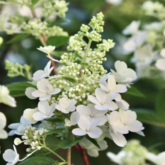 Dværg Syrenhortensia Living...