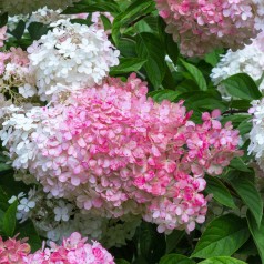 Dværg Syrenhortensia Living...