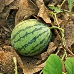 Vandmelon Sugar Baby -...