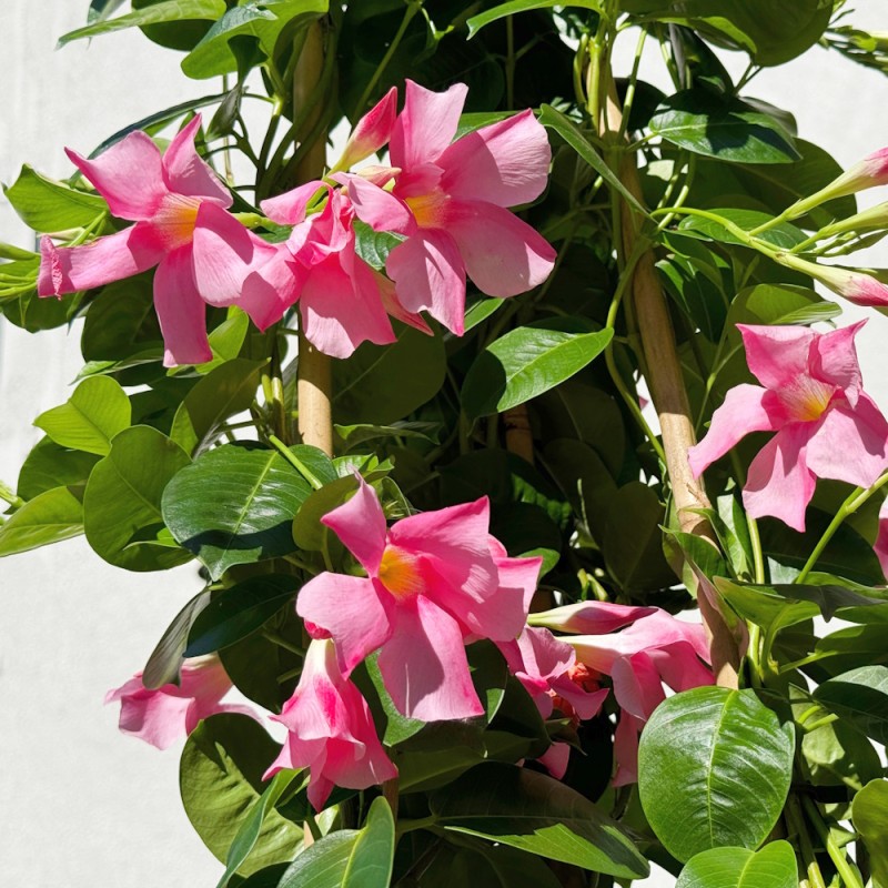Bægerranke Pink 70-75 cm. - Dipladenia mandevilla Pink