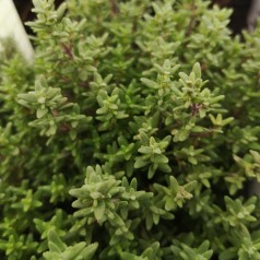 Thymus vulgaris Faustini - Timian