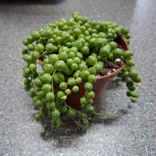 Perler på snor - Senecio rowleyanus