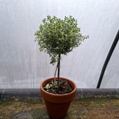 Timian Faustini 10 cm. stamme - Thymus vulgaris Faustini