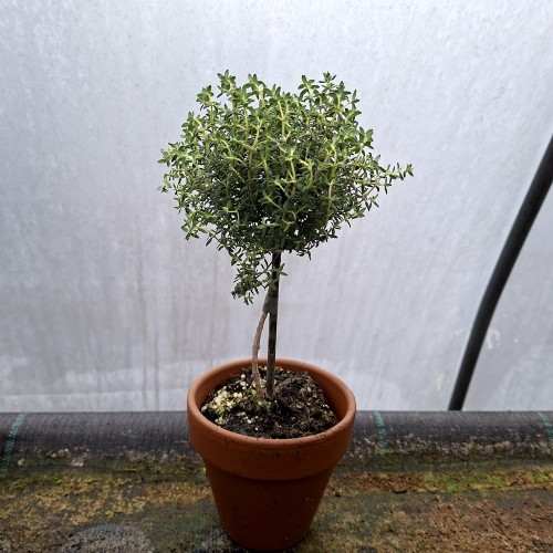 Timian Faustini 10 cm. stamme - Thymus vulgaris Faustini