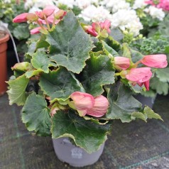Betulia Begonia Lyserød
