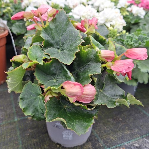 Betulia Begonia Lyserød