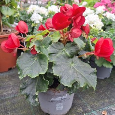 Betulia Begonia Mørkerød