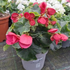 Betulia Begonia Rosa