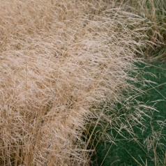 Mosebunke Palava - Deschampsia cespitosa Palava