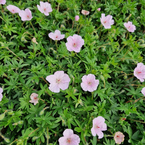 Storkenæb Striatum - Bakke med 28 plugs. - Geranium sanguineum var. Striatum