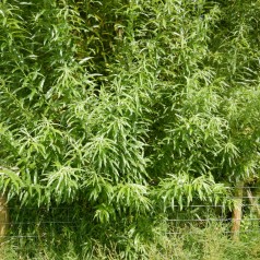 Energipil Odin 10 stk....